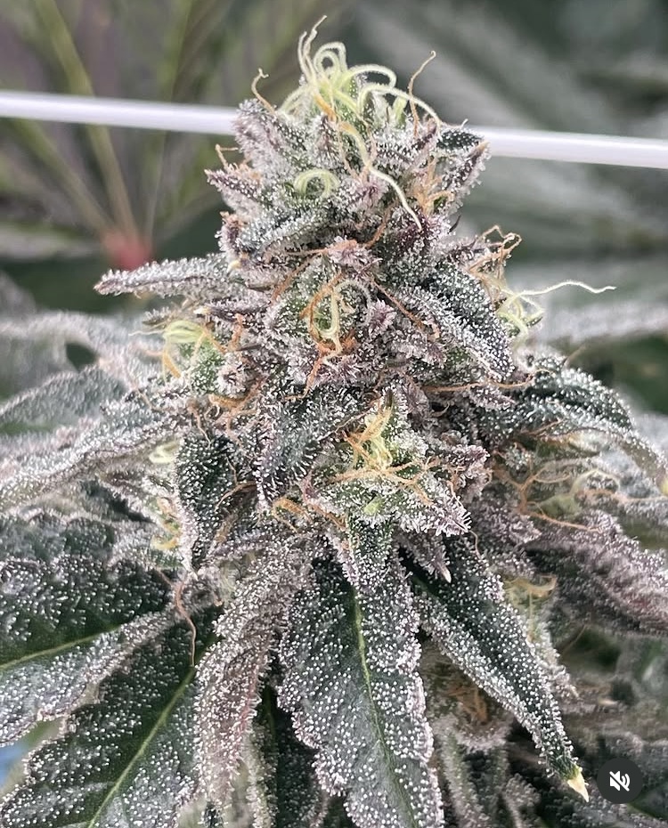Grow Image 0