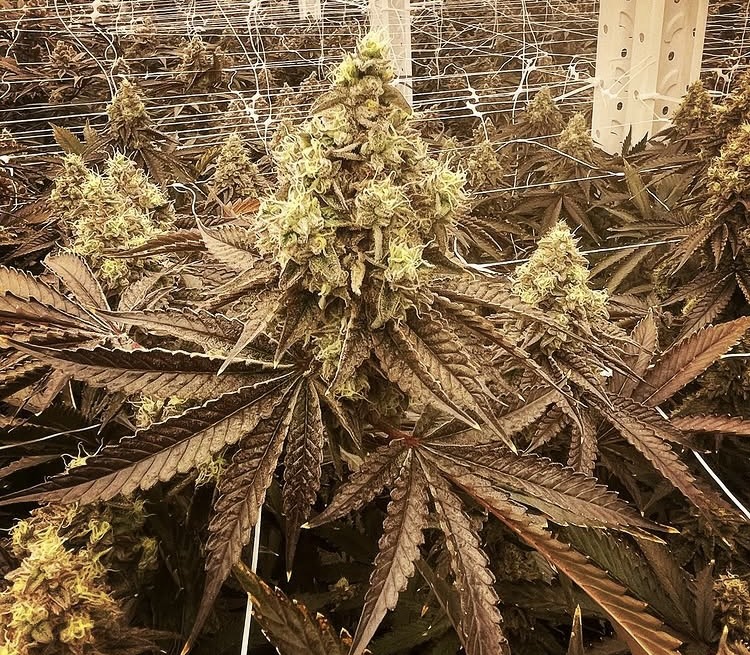 Grow Image 1