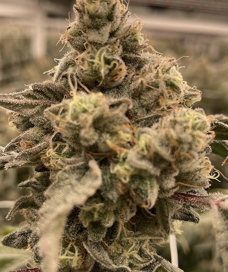 Grow Image 2