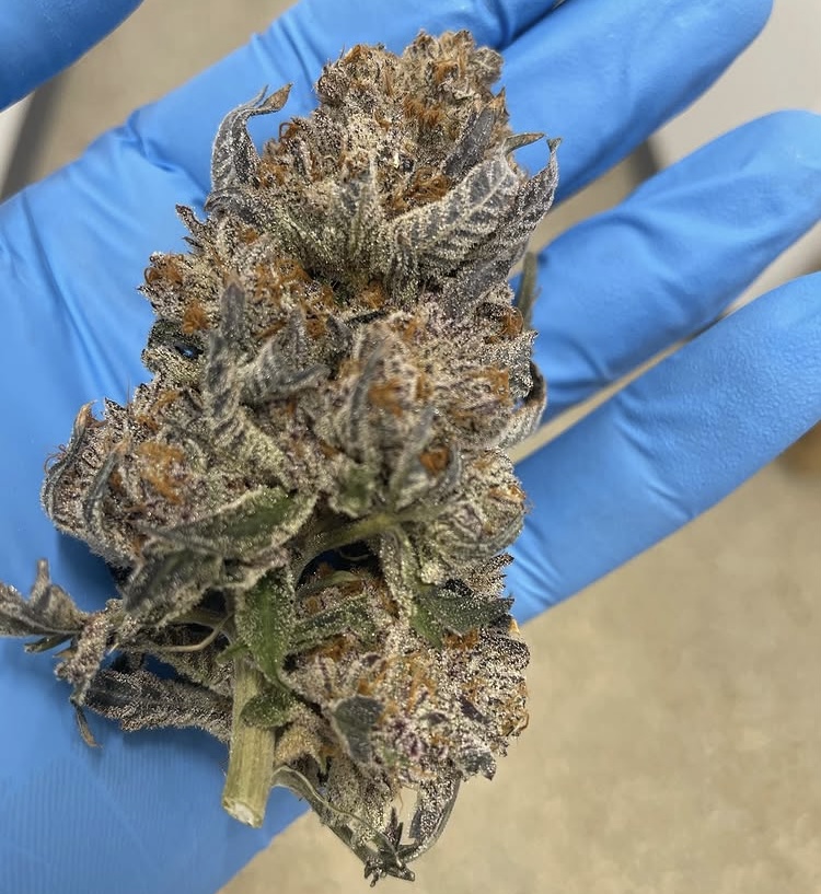 Grow Image 3