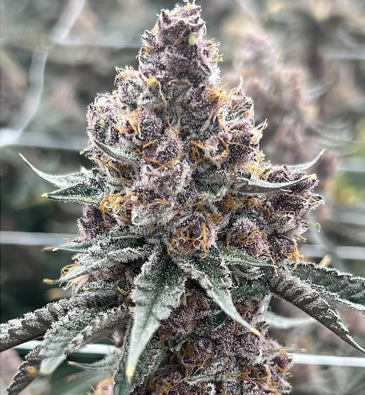 Grow Image 4